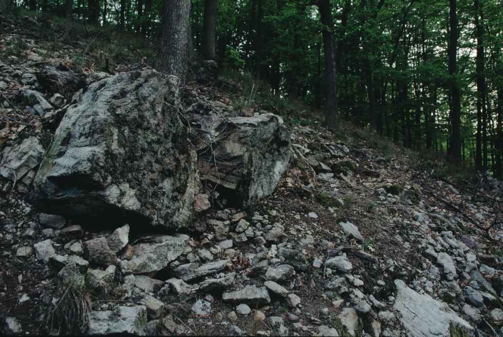 Wald mit Felsen