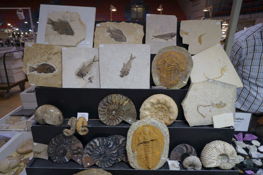Fossilien