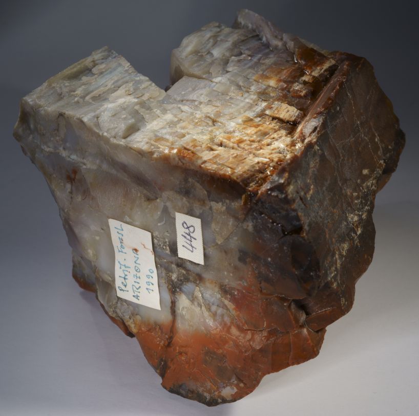 Kieselholz aus
                Arizona