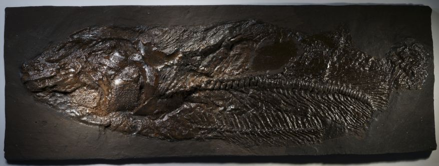 Fischfossil