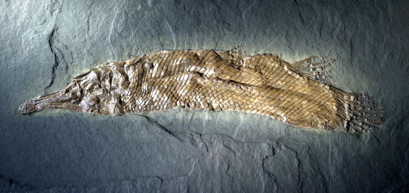 Abguss von
              einem Fisch