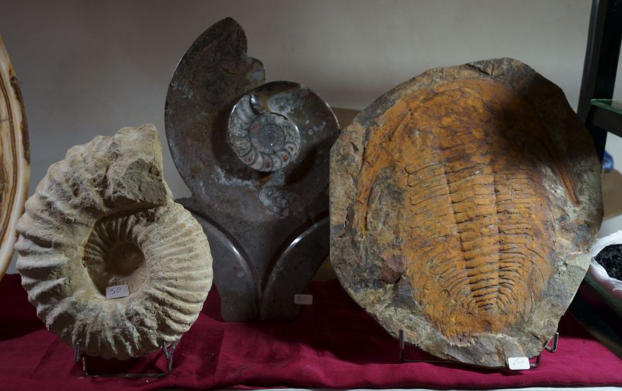 Ammonit und Trilobit