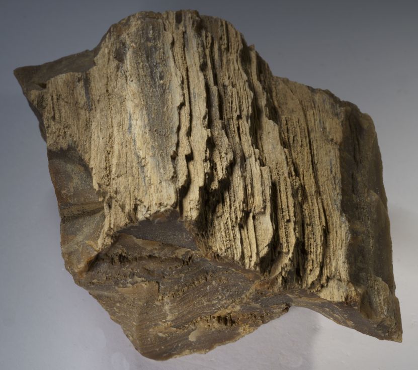 Fossiles
                Holz aus Namibia