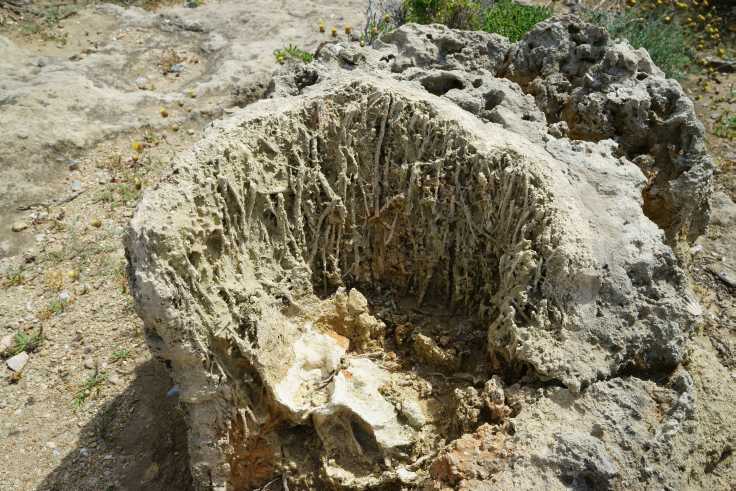 Fossile Palmen